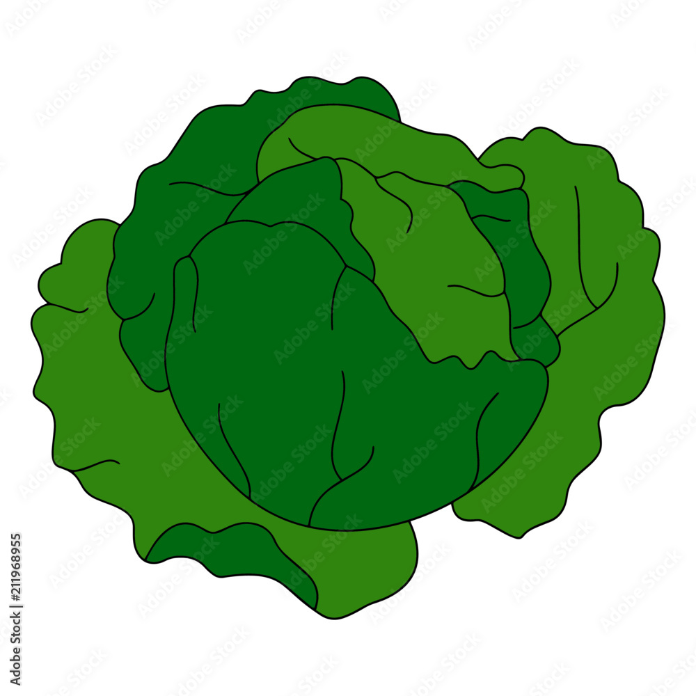 Cabbage cartoon illustration isolated on white background for children color book Cabbage cartoon illustration isolated on white background for children color book