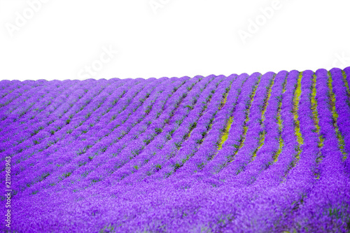 violet lavender fields garden on white background