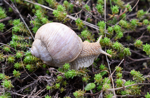 A large grape snail crawls along the green vegetation cover. Grape snail with white shell. Helix pomatia, common names the Roman, Burgundy or edible snail or escargot