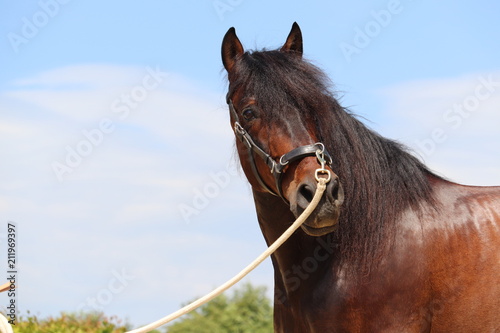 Andalusier (Pura Raza Espanola) mit Kappzaum photo