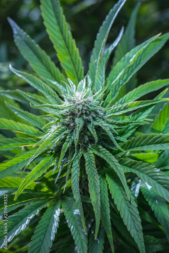 Outdoor Cannabis Flowers Outdoor Cannabis Flowers