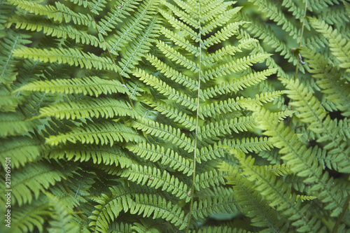 Green leaves background. Close up