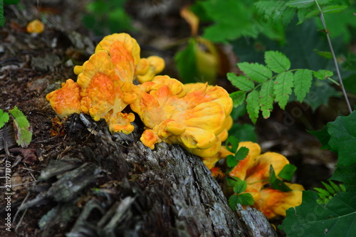 Yellow mushroom on a tree bark.