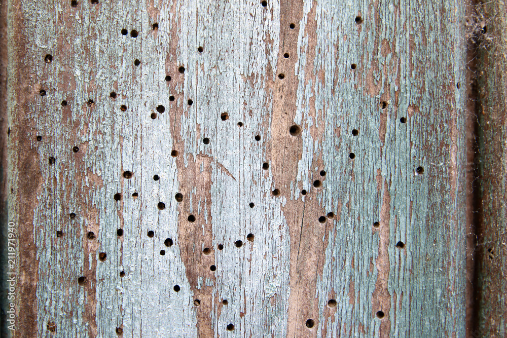 madera vieja y con pintura desconchada con agujeros de carcoma Stock Photo  | Adobe Stock