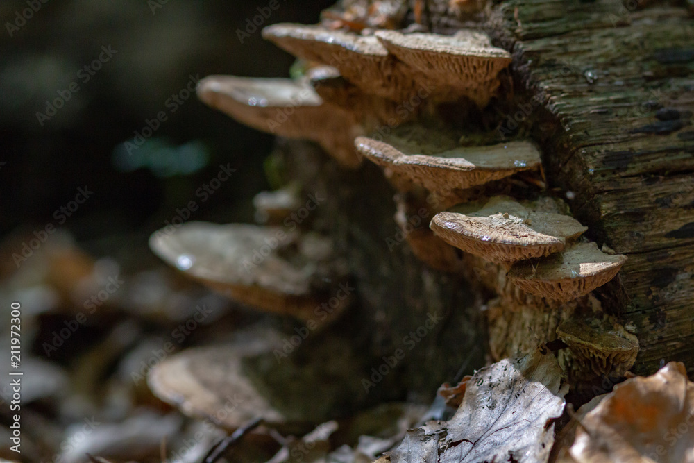 Baumpilze im Wald Baumpilze im Wald