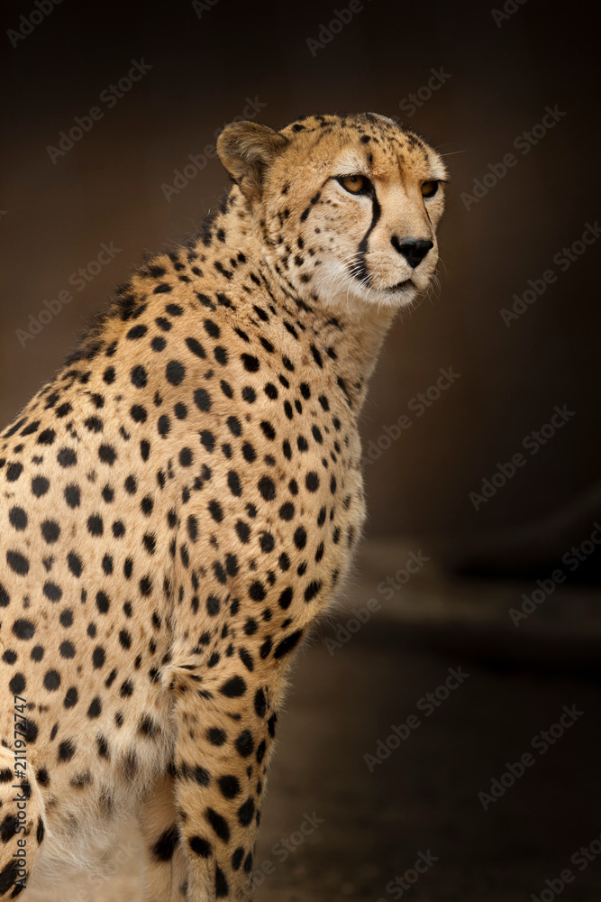 Cheetah The Cat Vertical Portrait Cheetah The Cat Vertical Portrait