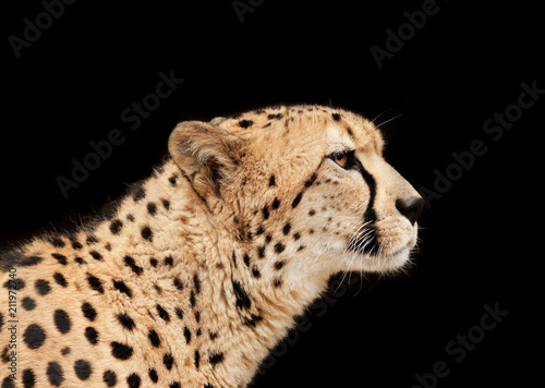 Cheetah The Cat On a Black Background