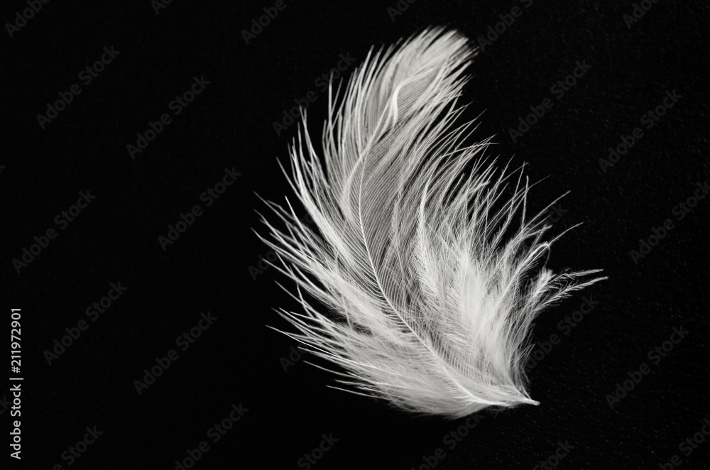 Obraz premium Single Fluffy White Feather on Black Background