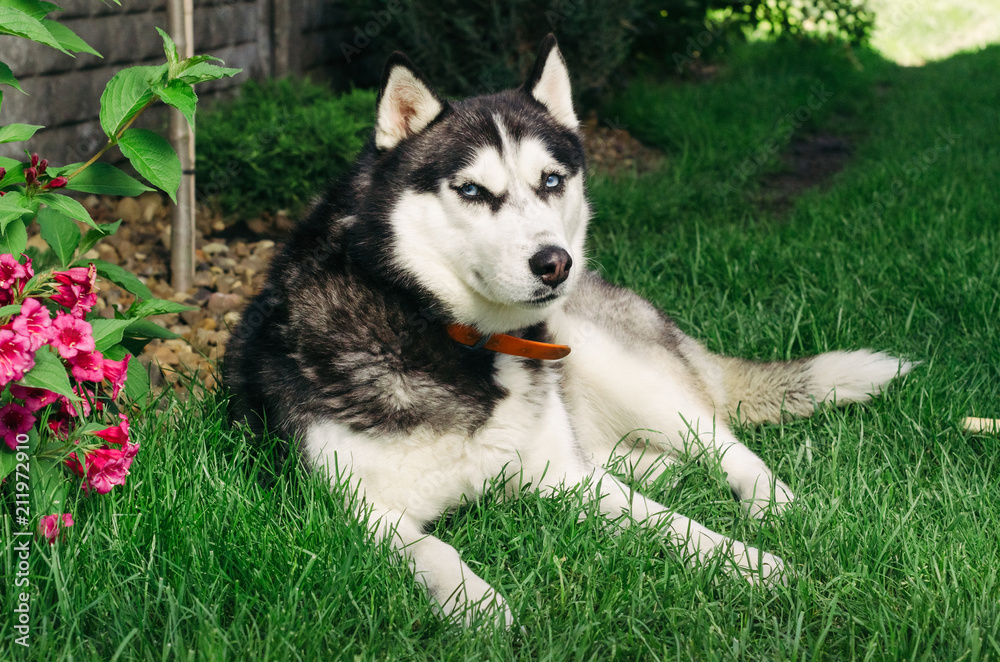 Dog husky lying on the grass and licked