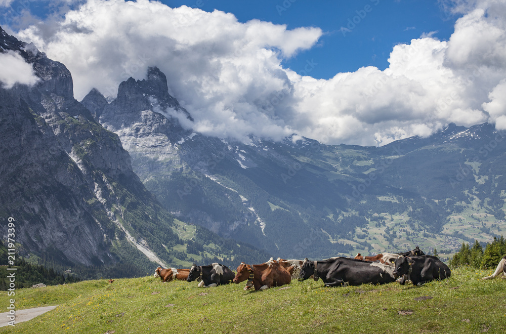 cattle herd in the grasslands high above Grindelwald with Eiger North face in the background, Berner Oberland,Jungfrauregion, Switzerland