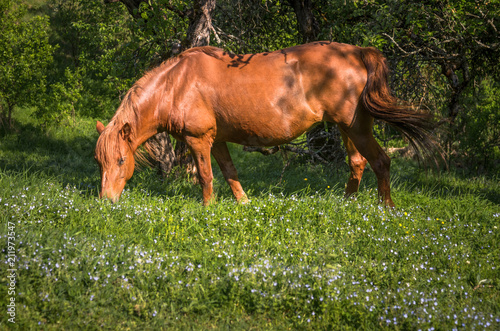 Grazing red bay horse on the meadow. Forest on the background. Concept of natural life in rural area. Natural background. Defocused space at the bottom of the image where some text could be located.