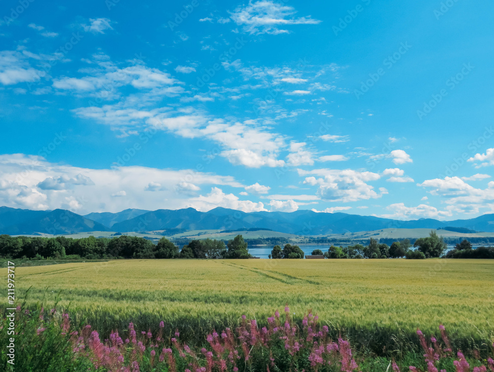 wheat field and blue mountains