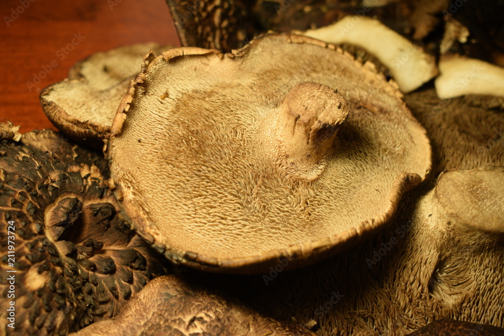 Sarcodon imbricatus, commonly known as the shingled hedgehog or scaly