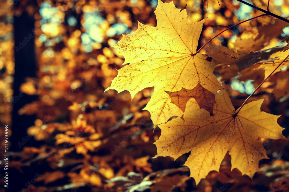 Fototapeta premium Autumn maple leaves in the sunlight