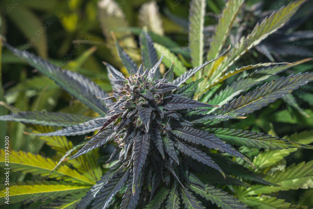 Outdoor Cannabis Flowers Outdoor Cannabis Flowers