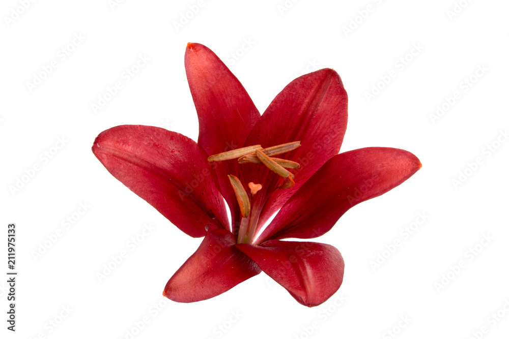 bright red lily flower isolated on the white