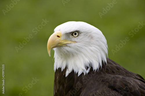 Bald eagle against green grass background