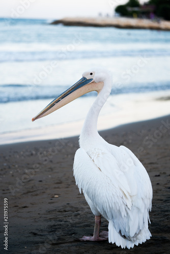 white pelican walking on the beach