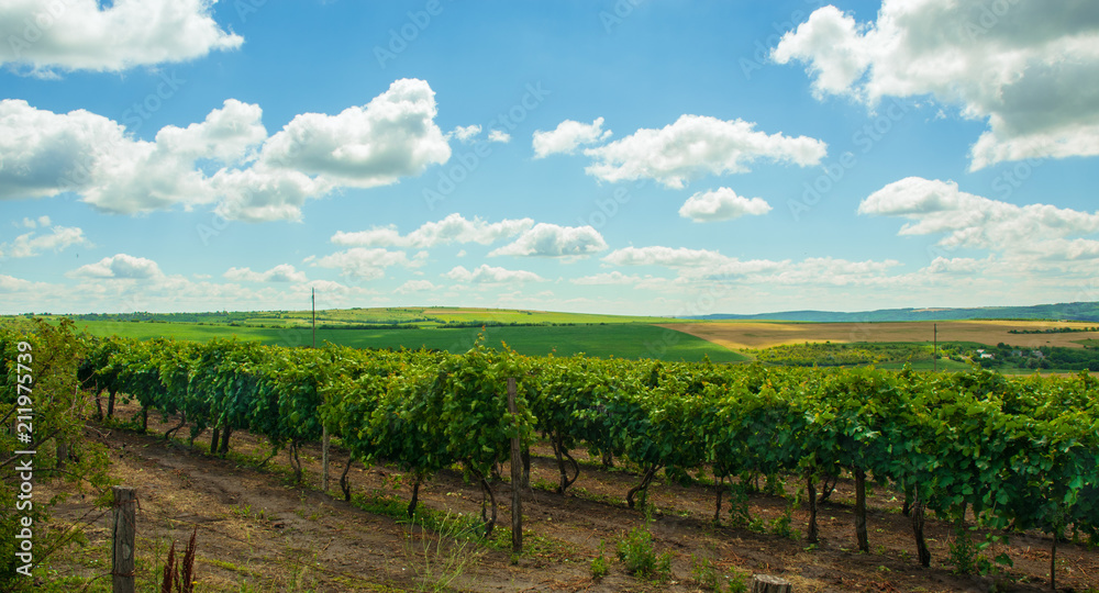 bright landscape: green vineyards, yellow fields and hills, blue sky and clouds