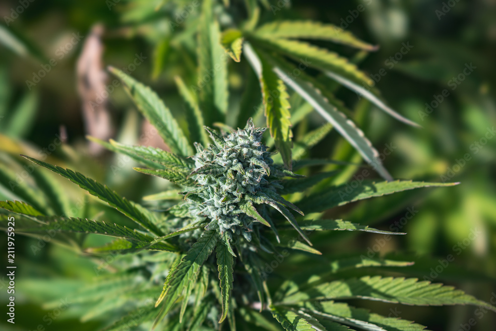 Outdoor Cannabis Flowers