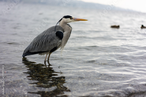 crane bird standing in water  wintertime