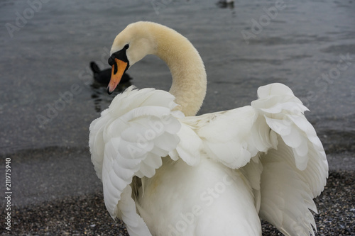 beautiful white swan back view with opened wings photo