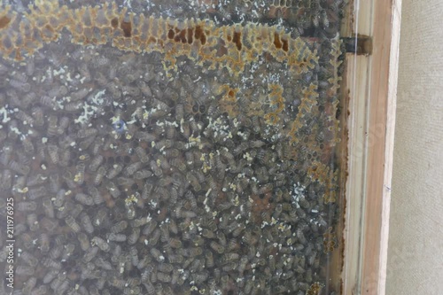 Bienen in Bienenschaukasten