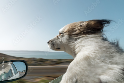 Dogs puppy