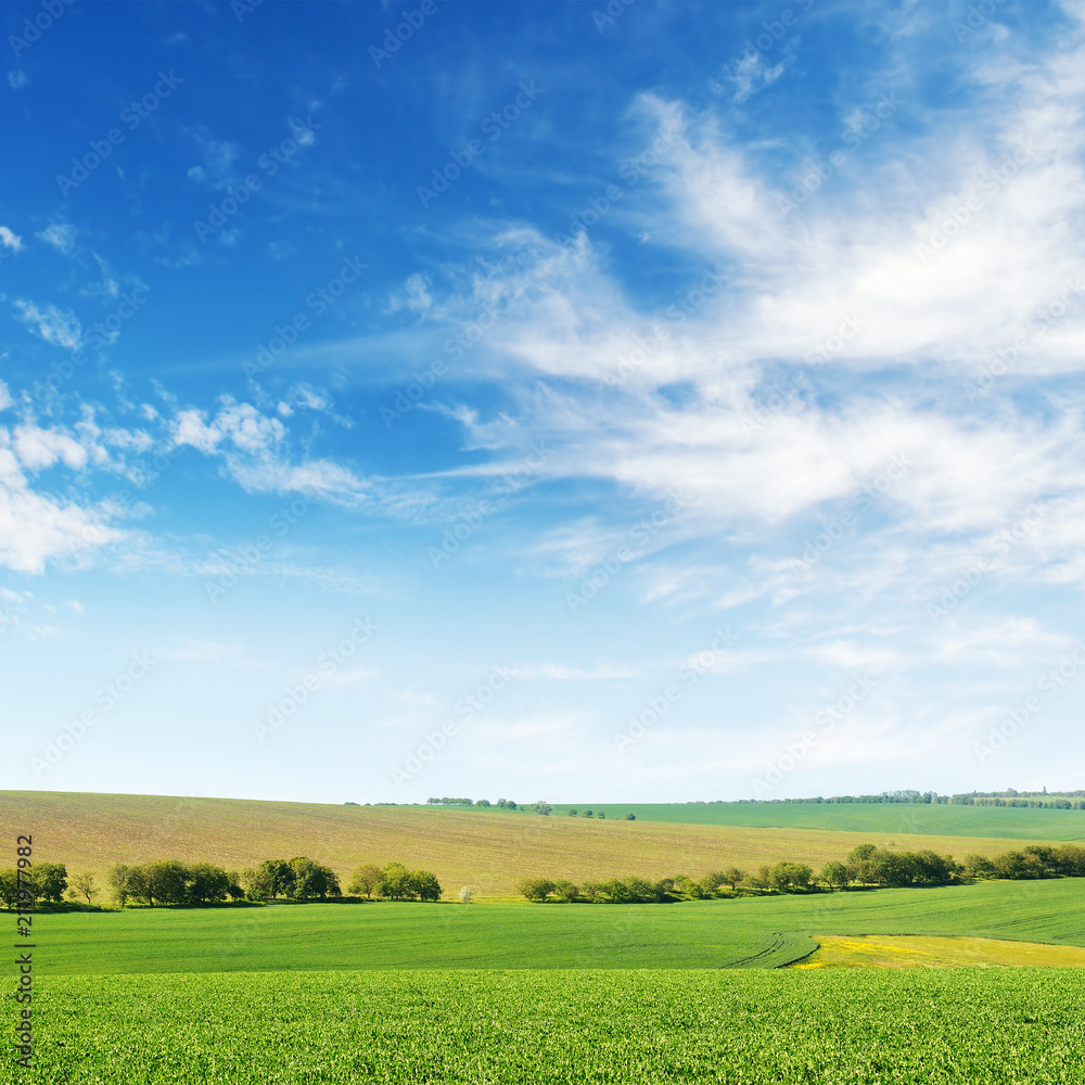 Green spring corn field and blue sky Green spring corn field and blue sky