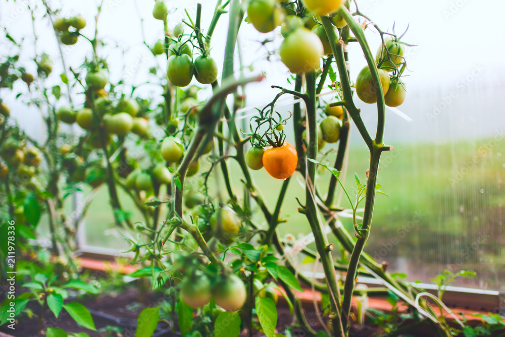 Harvest tomatoes in the greenhouse. Immature red tomatoes