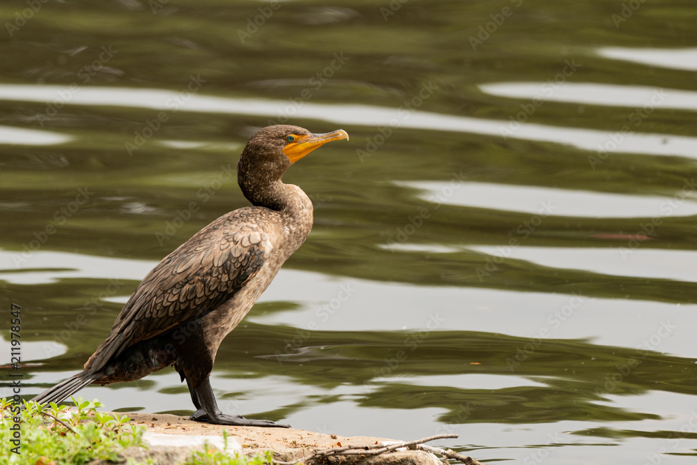 Cormorant portrait Cormorant portrait