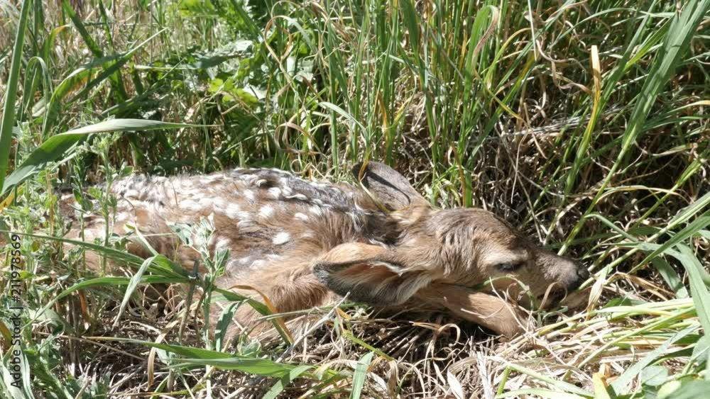 Cute newborn baby deer hiding in tall grass of the meadow Cute newborn baby deer hiding in tall grass of the meadow