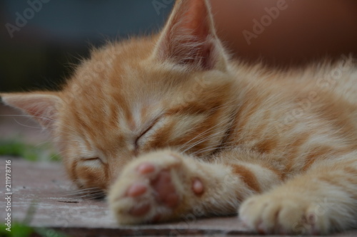 chaton