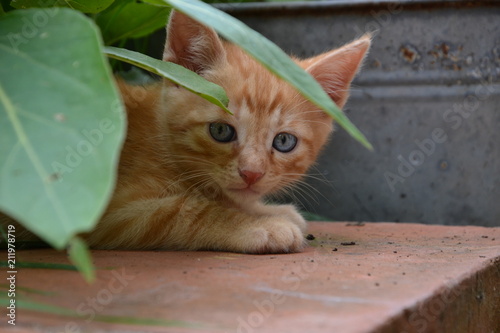 chaton