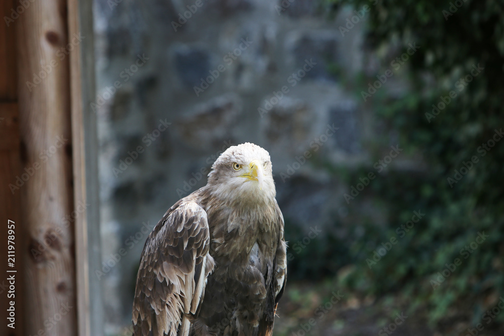 Obraz premium The term eagle is in the broader sense a not well-defined collective name for large and powerful species of birds of prey 