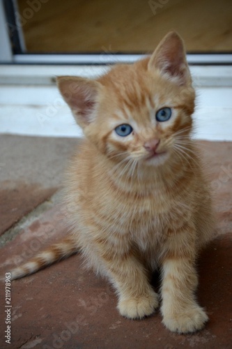 chaton