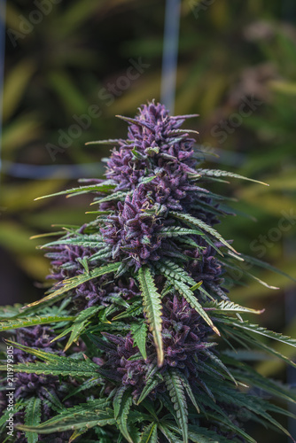 Outdoor Cannabis Flowers