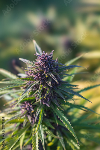 Outdoor Cannabis Flowers