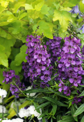 purple wallflowers