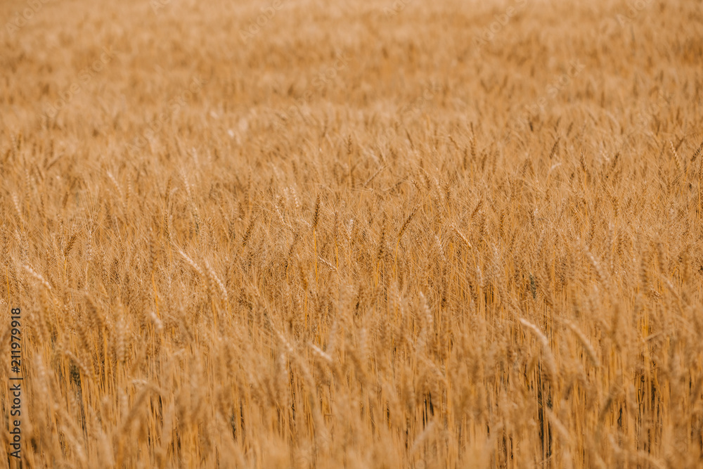 ripe wheat cereals golden field agricultural crops ripe wheat cereals golden field agricultural crops
