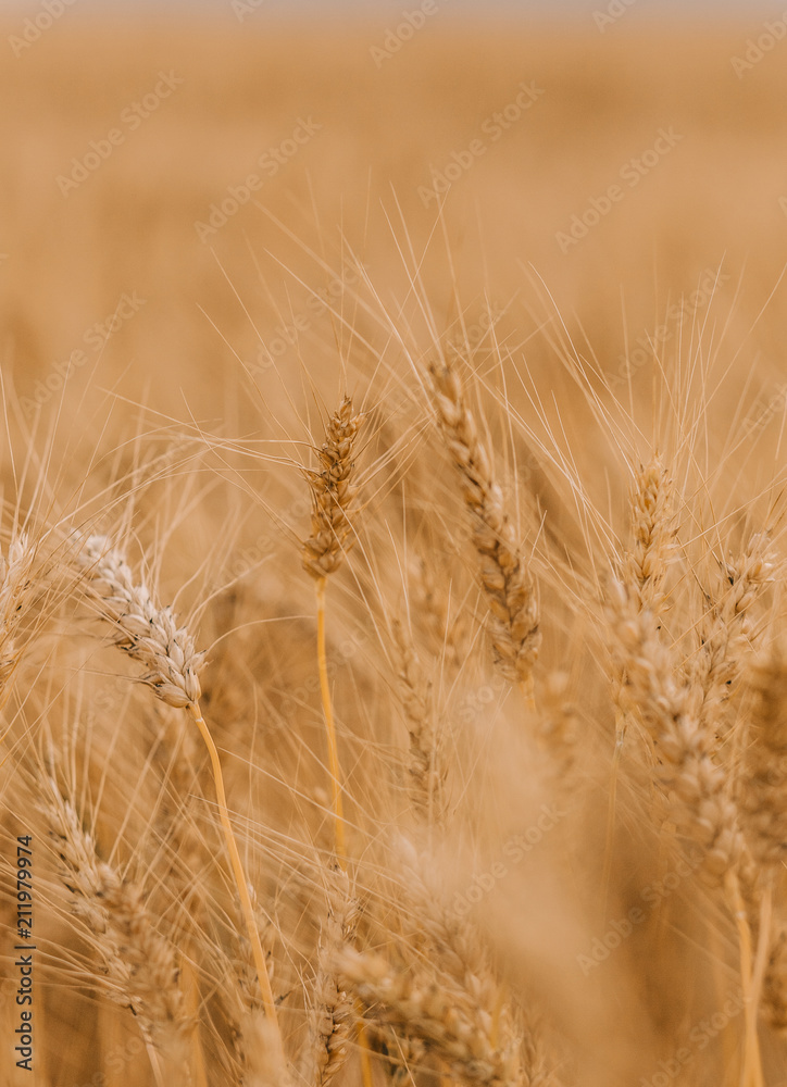 ripe wheat cereals golden field agricultural crops ripe wheat cereals golden field agricultural crops