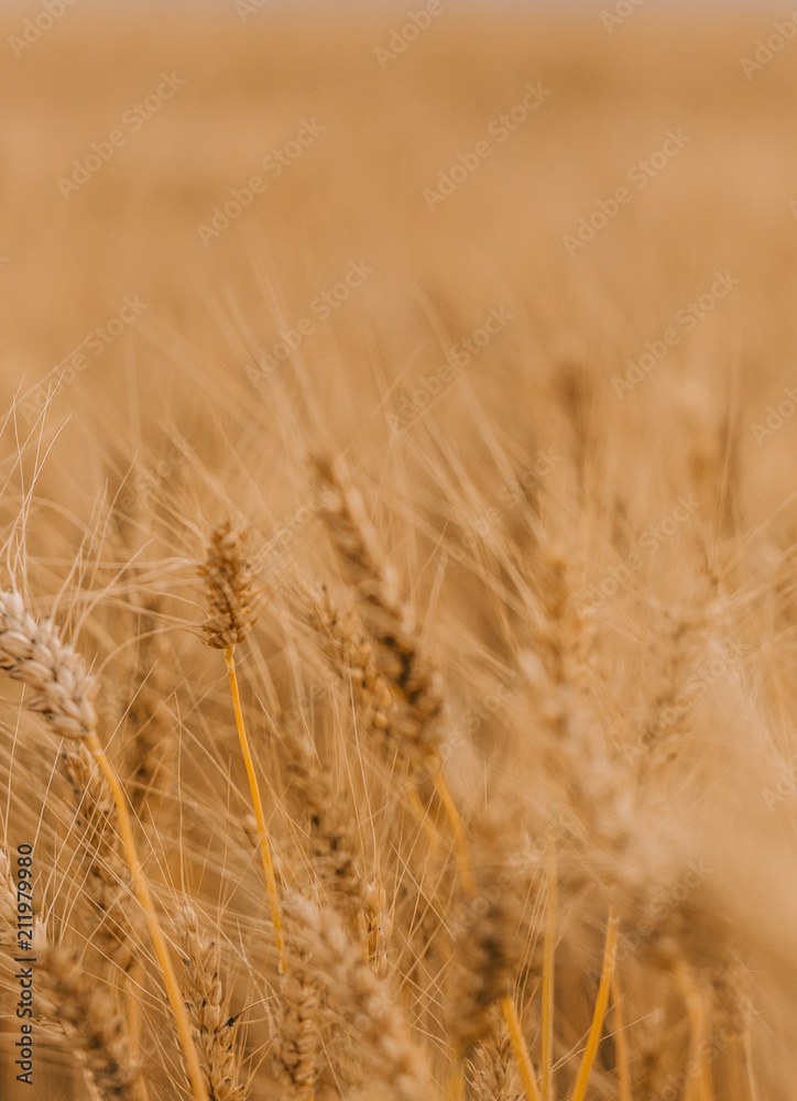 ripe wheat cereals golden field agricultural crops ripe wheat cereals golden field agricultural crops