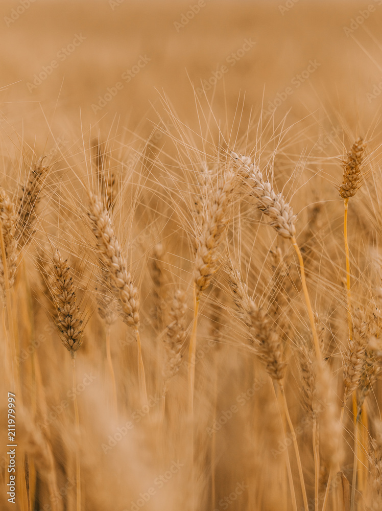 ripe wheat cereals golden field agricultural crops ripe wheat cereals golden field agricultural crops