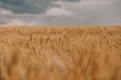 thunderstorm hurricane clouds field agricultural crops wheat
