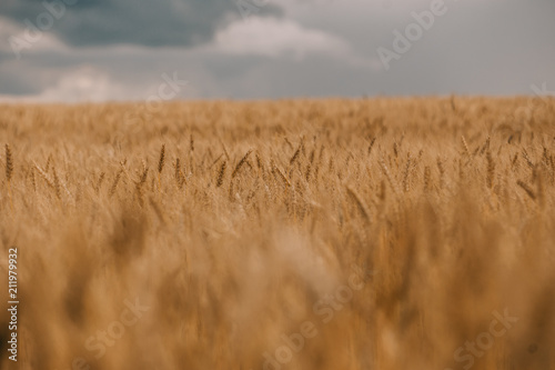 thunderstorm hurricane clouds field agricultural crops wheat