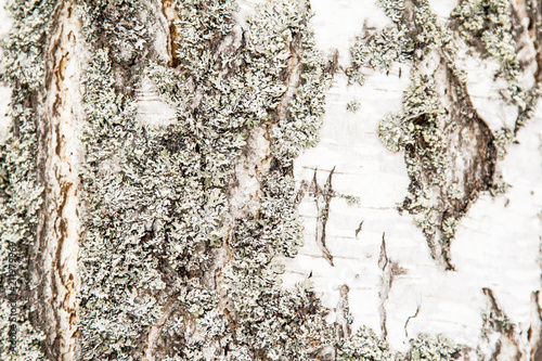 Canvastavla The bark on the broad trunk of a birch