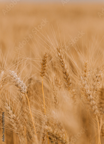 ripe wheat cereals golden field agricultural crops