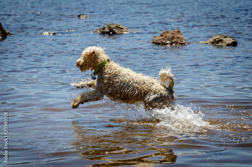 A cute golden doodle jumping in the ocean, chasing a ball. This dog is a mixture of a poodle and a golden retriever.  © Dennis Wegewijs