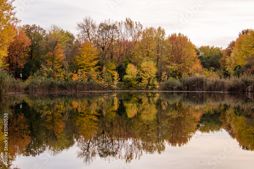 Trees reflected in a pond during the Fall (Autumn) season in Montreal, Canada. 