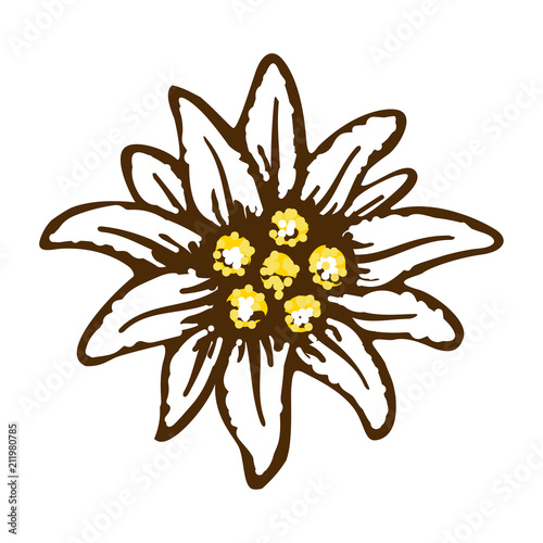 edelweiss flower symbol alpinism alps germany logo